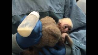 Minnesota Zoo new baby Gibbon [upl. by Yusem]