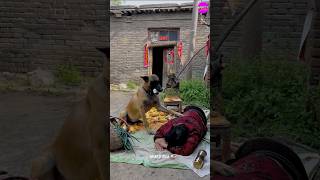 Tommy Help Old Grandmother 👵 🐶 shorts emotional dog [upl. by Standley]