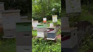 Sideliner Beekeeping [upl. by Enihpad]