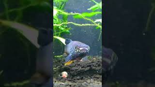 Blue Gularis Killifish Fundulpanchax Sjostedti Warri aquarium reggae dancehall killifish [upl. by Obrien]