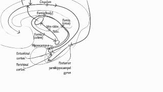 Hippocampus Circuitry [upl. by Nitsej787]