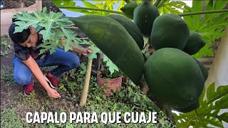 Como CAPAR un árbol de PAPAYA o LECHOSA para que deje de tirar sus FLORES [upl. by Nimajnab871]