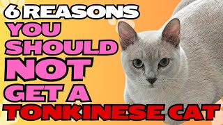 6 Reasons You SHOULD NOT Get a Tonkinese Cat 🐾🚫 [upl. by Ressay]