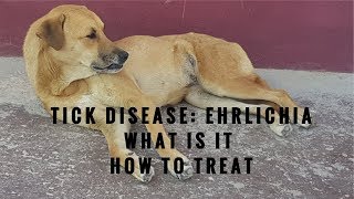 Ehrlichia in Dogs What It Is and How To Treat [upl. by Levison745]