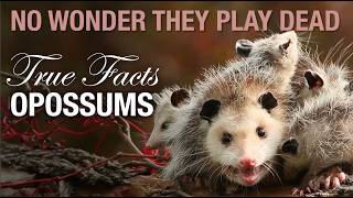 True Facts NotDead Opossums and Their Weird Defenses [upl. by Karmen154]