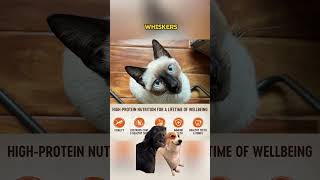 My Cat Tried Wellness CORE – Her Reaction Shocked Me 😱 [upl. by Lovich]