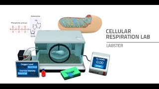 Labster Virtual Lab Cellular Respiration Simulation [upl. by Ettegroeg95]