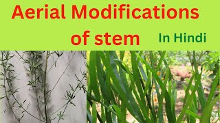 Aerial modifications of stemtendrilsthornsPhyllocladeCladode class 11 [upl. by Colville]