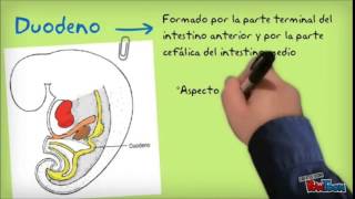 Embriología Aparato digestivo [upl. by Netsyrk805]