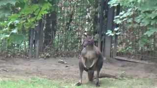 Red Kangaroo Macropus rufus Prague Zoo קנגרו אדום [upl. by Campman]