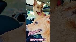 Adventures of PIXSYL labsky indiedog roadtripwithdogs pets apt music song pop mypetsies [upl. by Ierdna]