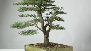 Cupressus macrocarpa  Golderest [upl. by Yenruogis]