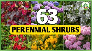 63 Perennial Shrubs for Garden  Best Perennial Shrubs to grow  Plant and Planting [upl. by Bogosian]