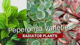 Peperomia Varieties  Types of Radiator Plants  MOODY BLOOMS [upl. by Kenlee]