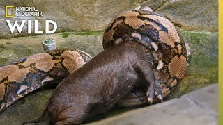 Feeding a Reticulated Python  Secrets of the Zoo Down Under [upl. by Pytlik436]