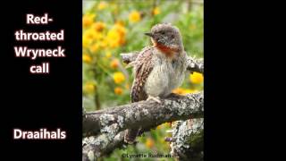 Red throated Wryneck call [upl. by Jaal]