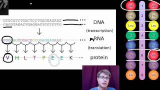 Genotypes and Phenotypes [upl. by Nnaeitak407]