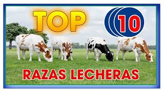 BOVINOS RAZAS LECHERAS Parte 1ǀ Ing Jannin Hernández Blandón [upl. by Ymmak]