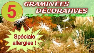 Graminées décoratives   5 superbes plantes  bonus allergies [upl. by Ahsoek14]