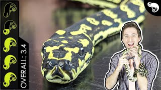 Carpet Python The Best Pet Snake [upl. by Norry]