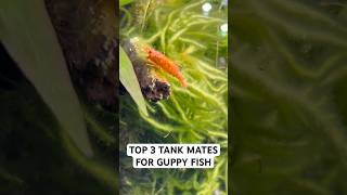 Top 3 Tank Mates for Guppies 🐠🐌🦐 guppie fishtank [upl. by Lyckman]