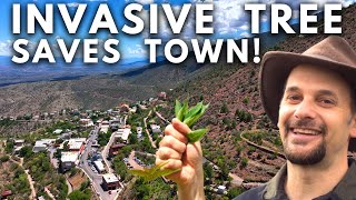 Invasive Tree Rescues Arizona Town [upl. by Aerdnua]