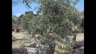 Swan Hill Fruitless Olive amp Wilsonii Fruitlerss Olive Trees In 36quot Boxes [upl. by Leatri]