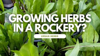 Can you grow herb plants in a rockery [upl. by Shiroma765]