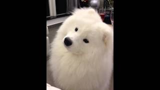 Samoyed keeps shaking his head with silly face [upl. by Alie]