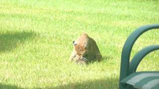 Momma and baby bobcat play outside the law practice [upl. by Perron]