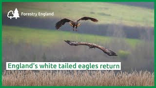 England’s whitetailed eagles return [upl. by Shurlocke]