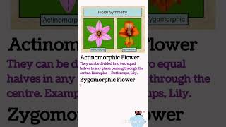 Actinomorphic flower Zygomorphic flower  Floral symmetry  NEET [upl. by Chappell]