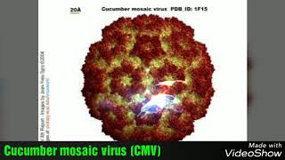 Cucumber mosaic virus [upl. by Adao]