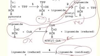 Pyruvate to AcetylCoA in Four Steps [upl. by Enenej]