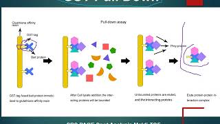 protein interaction technoloiges Pull Down Assays [upl. by Ilojne]