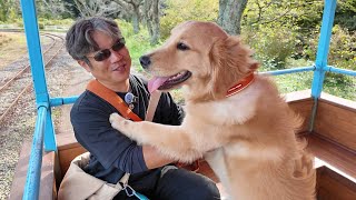 子育てを終えた夫婦が新たな子育てを！大きな大きなパピー君。【Golden Retriever japan】 [upl. by Laban]