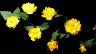 Timelapse of Blooming Doubleflowered Japanese Marigold Bush [upl. by Salsbury]