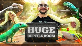 Reptile Room Tour  My Biggest and Most Impressive Animals and Enclosures [upl. by Rramaj715]