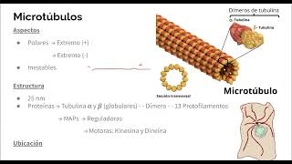 Biología 💜  Citosol y Citoesqueleto [upl. by Solokin]