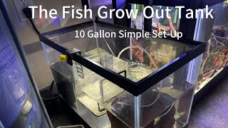 10 Gallon Fry Tank Three fish growing out Mega Clown Plecos Balzanii and Bimaculata [upl. by Yelnikcm]