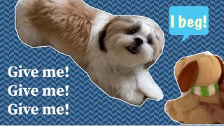 Mimi Begging  Funny Shih Tzu video [upl. by O'Doneven777]