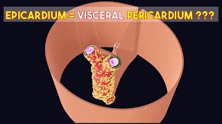 Is Visceral Pericardium SAME as Epicardium🤔 3D Visual Lecture [upl. by Enymsaj]