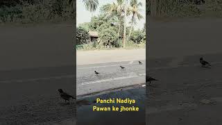 Panchi Nadiya Pawan ke jhonke  Panchi song  Shorts  Prabir Service Care [upl. by Chrissie414]