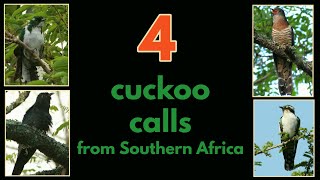 4 CUCKOO CALLS from Southern Africa [upl. by Kcirdor662]