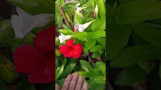 Mandeville plant carebeautiful flower plants for home gardenmandevilla plant variety plant lover [upl. by Gnes]