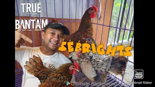 SILVER SEBRIGHT BANTAM and Golden Sebright Bantam Care Tips  TYPES OF BANTAMS [upl. by Kcirdot]