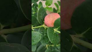 Yummy fruityoutubeshorts nature fruit shortvideo shorts gardening naturegarden [upl. by Pelmas]