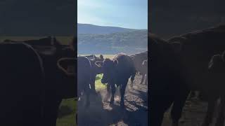 2024 Heifers in the Hayfields 911 [upl. by Anyt]