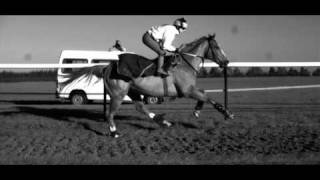 Galloping Horse in Super Slow Motion [upl. by Nnylakcaj]