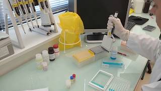 IDvet tutorial How to perform an ELISA test protocol for poultry testing [upl. by Wandie823]